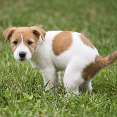 PET WASTE REMOVAL